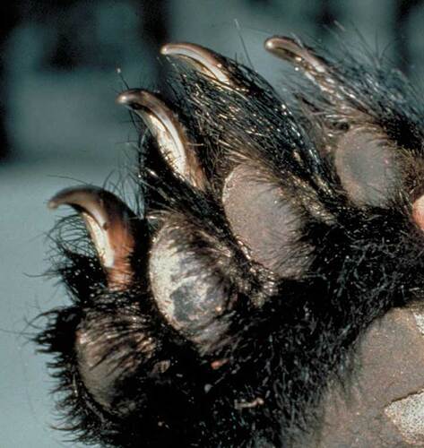 black_bear_claws